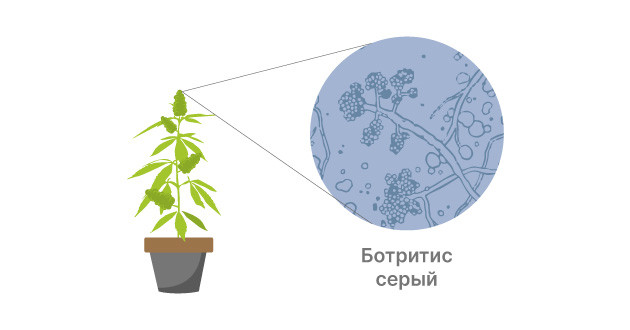 Ботритис серый на кустах марихуаны Ботритис серый на соцветиях конопли