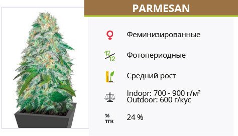 Сорт марихуаны Parmesan Parmesan от Victory Seeds