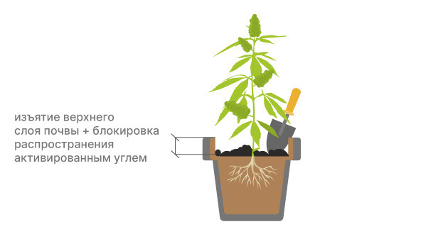 Как убрать плесень с конопли Борьба с плесенью на конопле