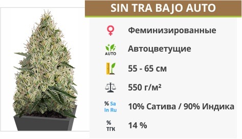 Sin Tra Bajo Auto Sin Tra Bajo Auto