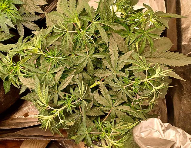 Применение техники LST Runtz Punch на 4 неделе выращивания марихуаны
