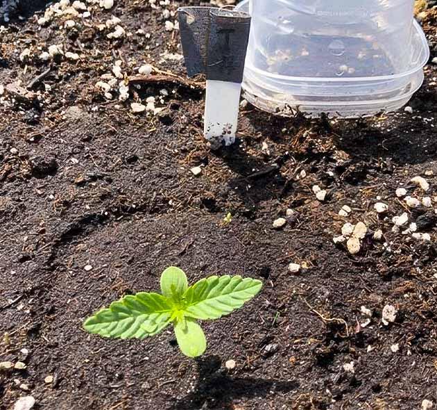 Росток сорта конопли Original Jack Herer Auto