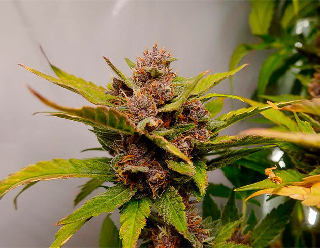 Заключительная стадия роста автоцвета Темно-фиолетовые соцветия Purple Juice Auto