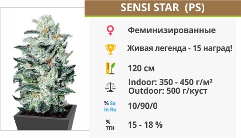 Sensi Star Sensi Star