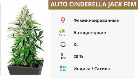 Сорт марихуаны Auto Cinderella Jack Auto Cinderella Jack fem (Dutch Passion)