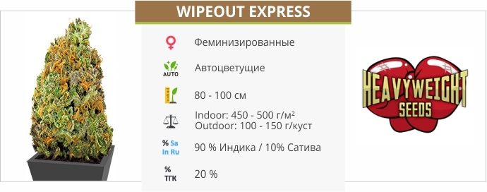 описание сорта Wipeout Express описание сорта Wipeout Express