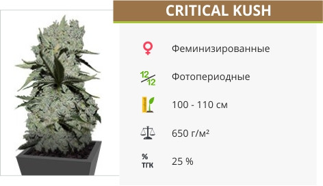 Сорт марихуаны Critical Kush Critical Kush от Barney's Farm