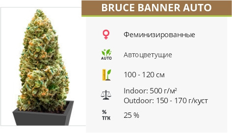 Сорт конопли Bruce Banner Auto Bruce Banner Auto fem от Monster Genetics