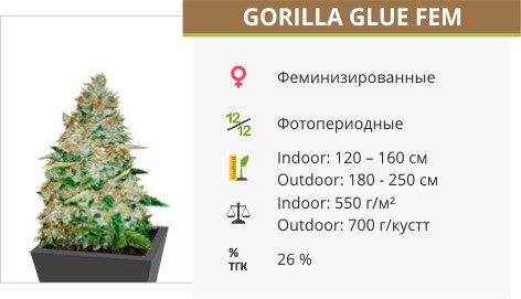 Сорт конопли Gorilla Glue Goriila Glue от Monster Generics