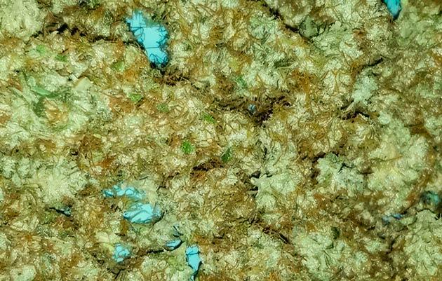 Общие впечатления о грове сорта марихуаны Original Chemdawg Auto Собранные шишки конопли
