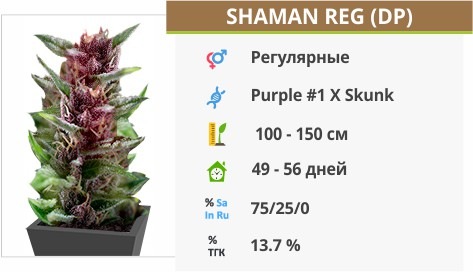 Shaman Shaman
