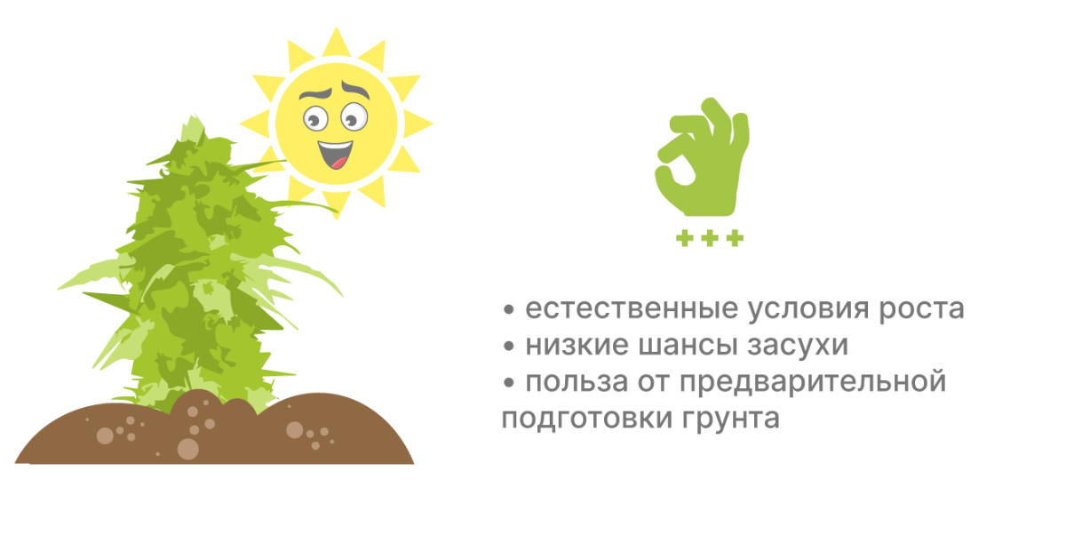Преимущества выращивания конопли в грунте Плюсы выращивания в грунте