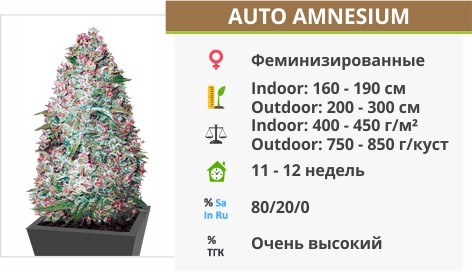 Auto Amnesium Auto Amnesium