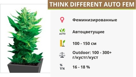 Сорт марихуаны Think Different auto Think Different auto fem (Dutch Passion)