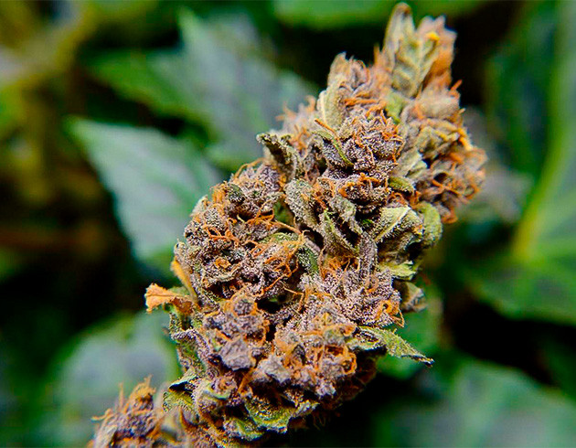 Полное созревание Purple Juice Auto за 11 недель Итоги культивации автоцвета Purple Juice Auto