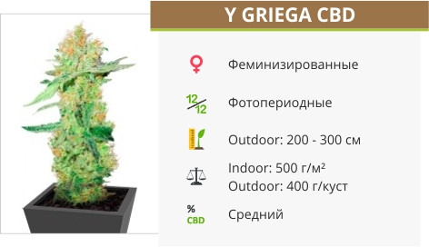 Сорт марихуаны Y Griega CBD Y Griega CBD от Medical Seeds