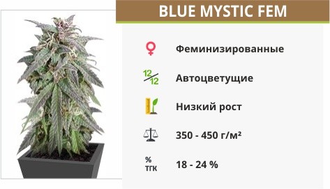 Сорт каннабиса Blue Mystic Blue Mystic fem от Nirvana Seeds
