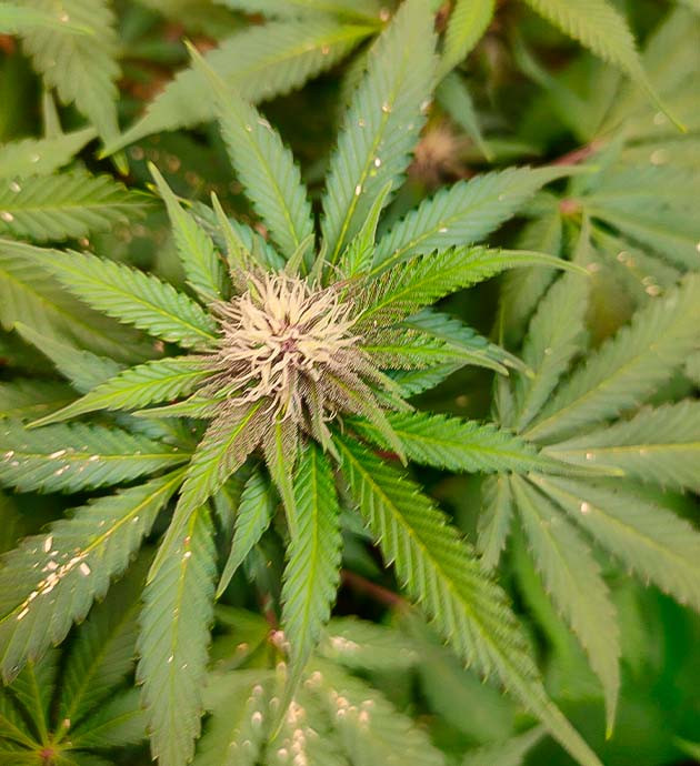 Grandmommy Purple на 11 неделе роста Появление фиолетовый соцветий у марихуаны