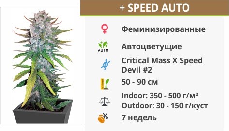 +Speed Auto Fem от Sweet Seeds +Speed Auto Fem от Sweet Seeds
