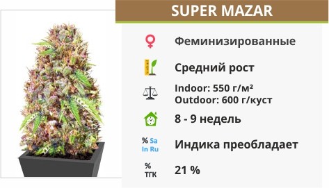 Super Mazar Super Mazar