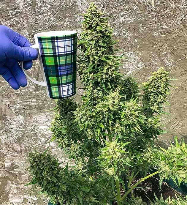 Конопля сорта Original Jack Herer Auto перед харвестом