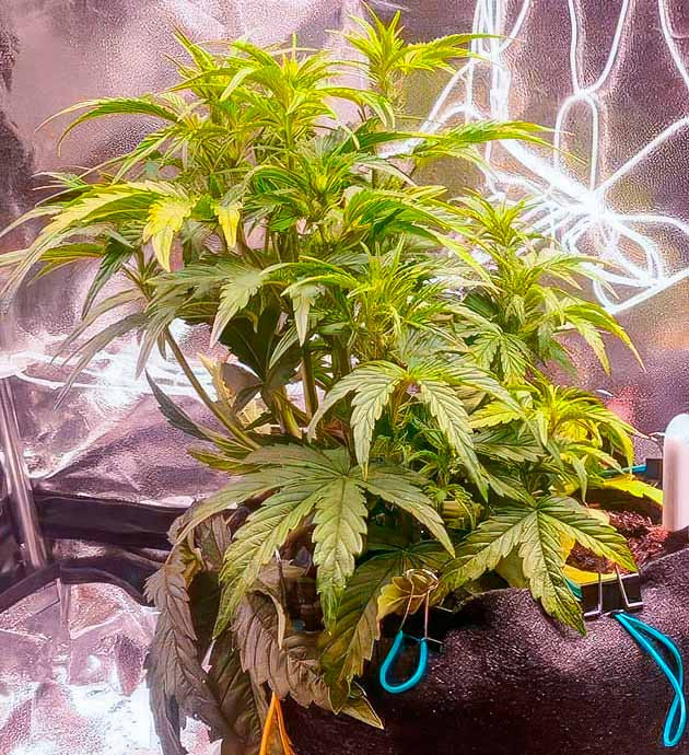 ScrOG конопли 4 неделя выращивания конопли