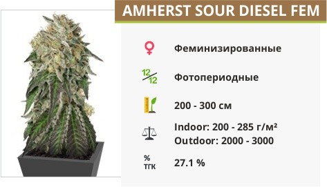 Сорт марихуаны Amherst Sour Diesel Amherst Sour Diesel fem (Humboldt Seeds)