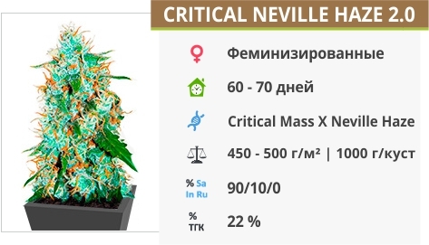 описание сорта Critical Neville Haze 2.0 описание сорта Critical Neville Haze 2.0