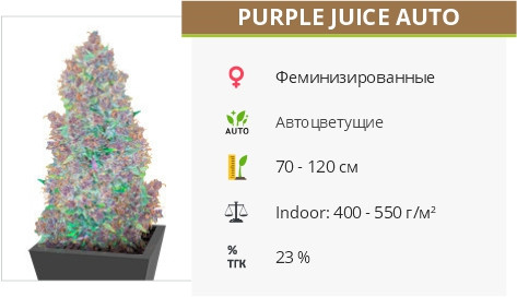 Сорт конопли Purple Juice Auto Purple Juice Auto от Herbies Seeds