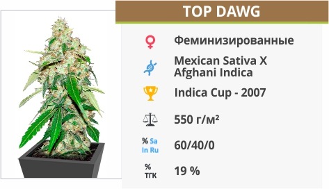 Top Dawg Top Dawg