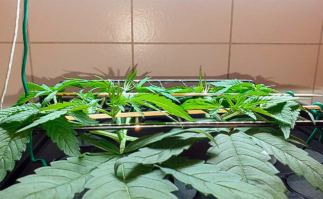 Метод SCROG