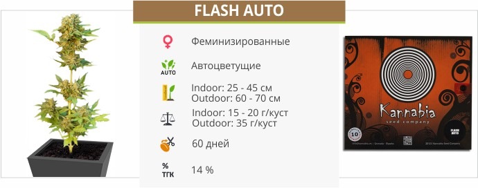 Flash Auto Flash Auto