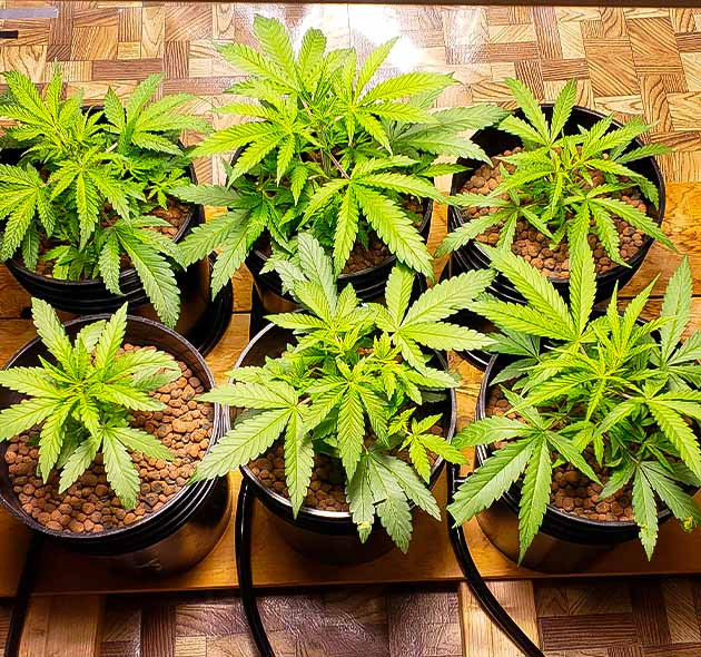 Промывка системы Кусты Mimosa Shot ростом 25см