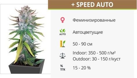 Сорт конопли +Speed Auto +Speed Auto от Sweet Seeds