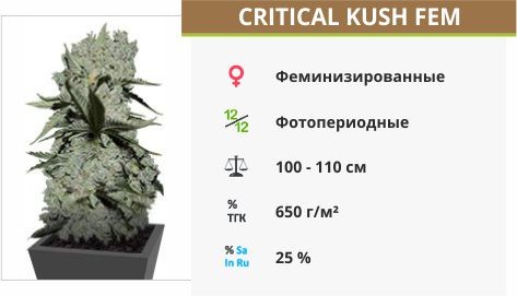 Critical Kush fem (Barney's Farm)