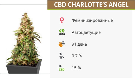 Сорт марихуаны CBD Auto Charlotte’s Angel CBD Auto Charlotte’s Angel от Dutch Passion