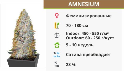 Amnesium Amnesium