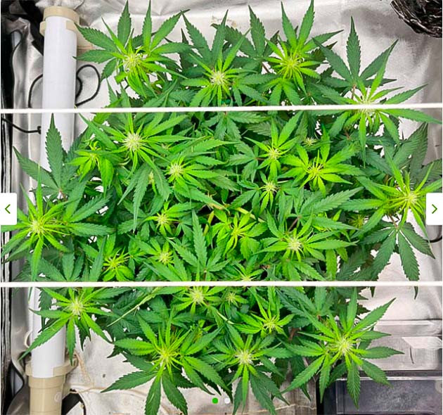 Сетка ScrOG