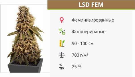 LSD fem от Barney’s Farm