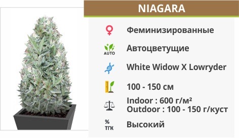 Niagara auto (Doctor’s Choise) Niagara auto (Doctor’s Choise)