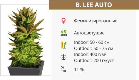 B. Lee Auto (Kickass Auto)