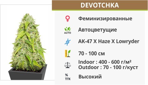 Devotchka auto (Doctor’s Choise) Devotchka auto (Doctor’s Choise)