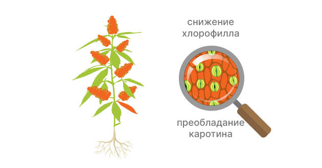 Условия появления оранжевого цвета конопли Оранжевая конопля