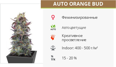Сорт конопли Auto Orange Bud Auto Orange Bud от Dutch Passion
