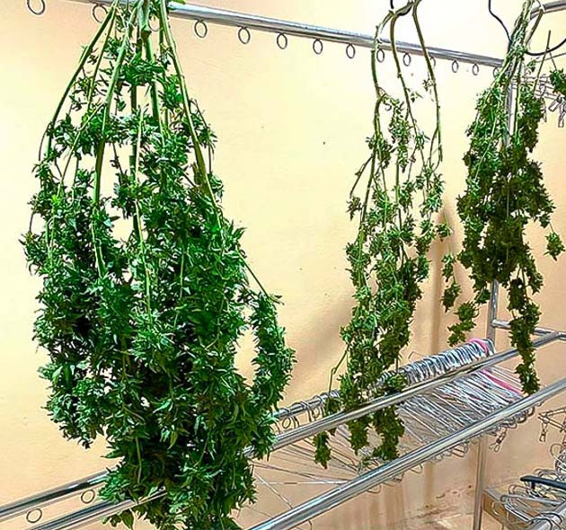 Харвест конопли на 23 неделе Срезанные кусты конопли