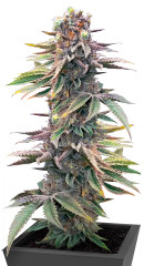 Pink Sunset Auto by Sherbinskis fem (Silent Seeds)