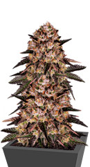 Biscotti Mintz fem (Barney's Farm)