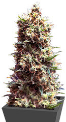 Tropicana Cookies Auto fem (Cali Buds Seeds)