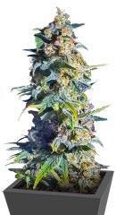 Gorilla 4 Autoflower fem (Easy Grow Seeds)