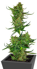 Cherry Cola Auto fem (FastBuds)